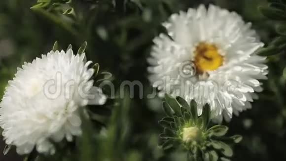 白菊花在深焦视频的预览图