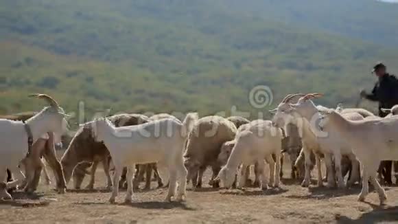 老牧人放牧大量羊群和视频的预览图