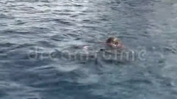 女潜水员潜入红海水下的鳍状肢视频的预览图