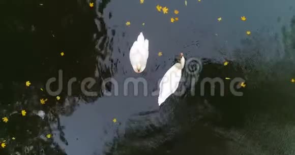 空中公园秋天鹅塘湖视频的预览图