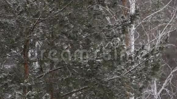 松树下的雪视频的预览图