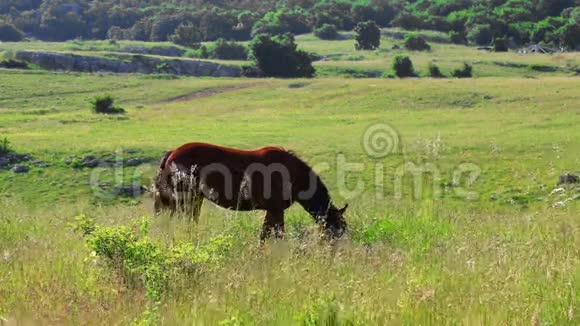 在乡下吃草的棕马视频的预览图