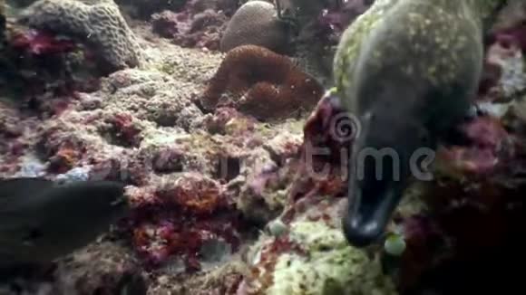 黑鳗鱼在马尔代夫海底吃鱼食视频的预览图