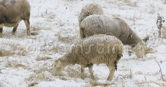 4K超高清晰度绵羊野外雪视频的预览图