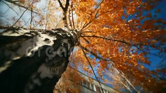 秋天的白桦树顶阳光明媚秋天视频的预览图