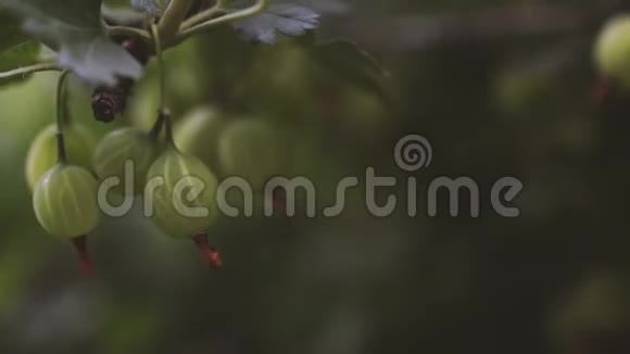 成熟的醋栗花园里有透明的皮肤视频的预览图