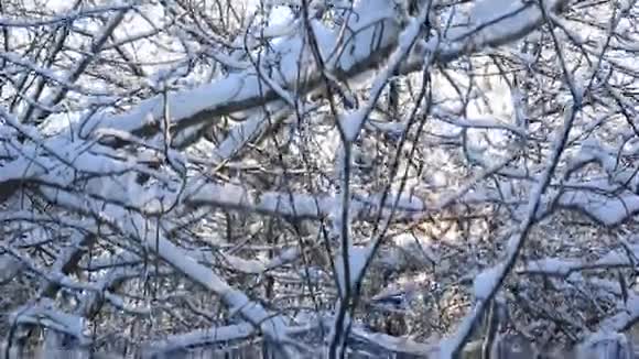 阳光穿过冬天公园美丽的白雪皑皑的树枝垂直全景视频的预览图