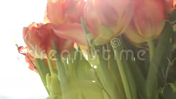 阳光下美丽的橙色郁金香花束旋转视频的预览图