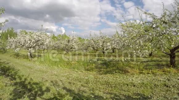 在工业花园里绽放着美丽的大苹果树延时4K视频的预览图