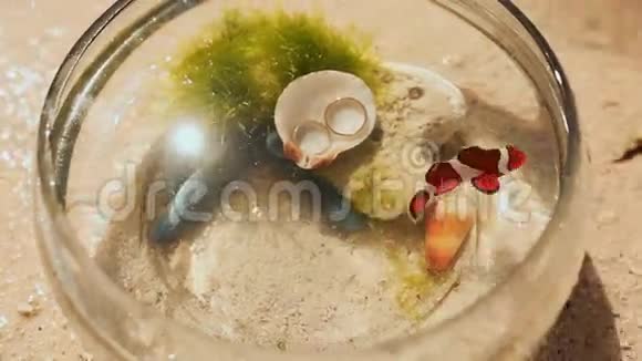 两条带结婚戒指的鱼缸里的小丑鱼视频的预览图