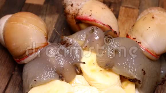 美丽的蜗牛吃着美味的甜香蕉视频的预览图
