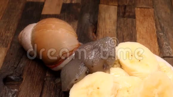 美丽的蜗牛吃着美味的甜香蕉视频的预览图