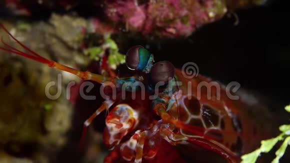 关闭孔雀螳螂虾视频的预览图