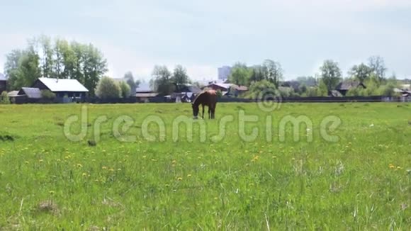 棕色的美丽的马在村庄附近的田野里吃新鲜的青草视频的预览图