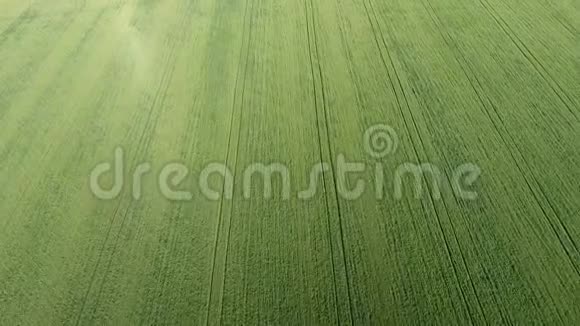 麦田的质地田间幼嫩绿色小麦的背景无人机的照片小麦的航空照片视频的预览图