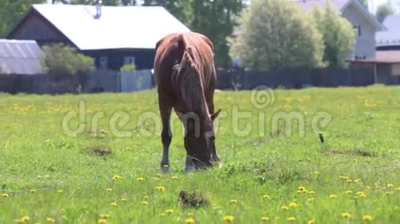 晴天棕马在村庄附近的田野里吃新鲜的青草视频的预览图