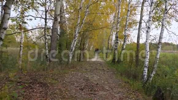 漫步在公园的林间小道上手持秋叶4k视频的预览图