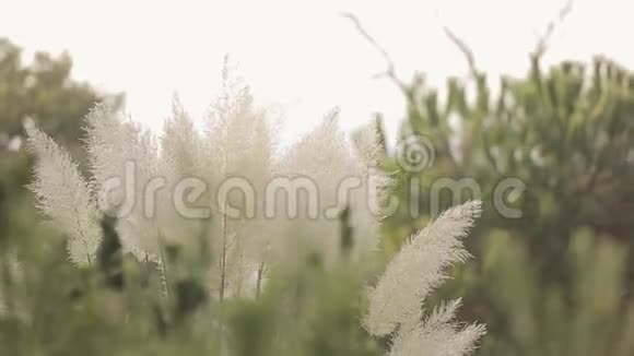 在阳光下田野里挥舞着白色植物的耳朵夏日自然南方植物视频的预览图