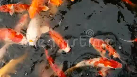 充满活力的七彩日本锦鲤鱼在传统的花园池塘游泳中国花剑在水面下视频的预览图