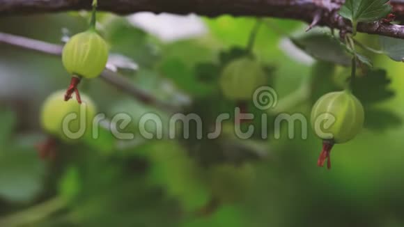 成熟的醋栗花园里有透明的皮肤视频的预览图