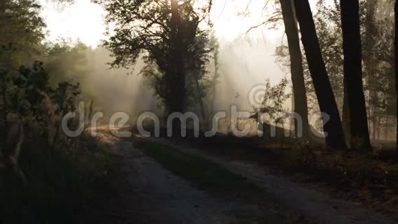 森林大火的烟雾随风飘动快点森林道路日落阳光视频的预览图