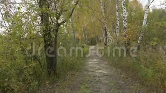 漫步在公园的林间小道上手持秋叶4k视频的预览图