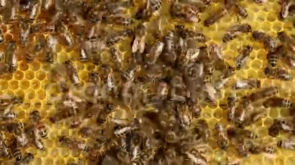 蜂王在细胞上移动视频的预览图