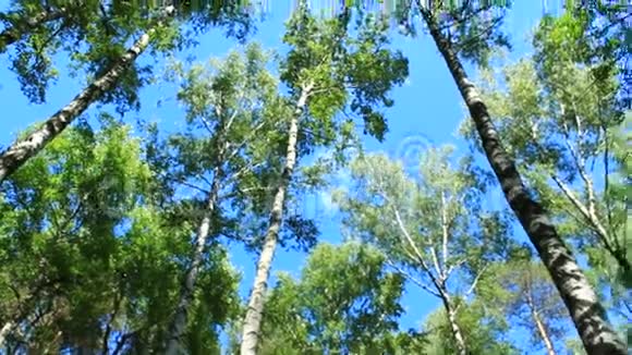 树木的皇冠和蓝天视频的预览图