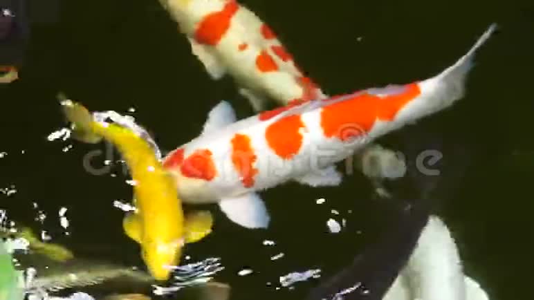 美丽的锦鲤在池塘里钓鱼视频的预览图