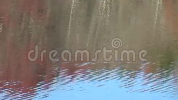 湖面红蓝绿树倒影视频的预览图