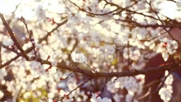 一棵盛开的杏树的春天背景视频的预览图