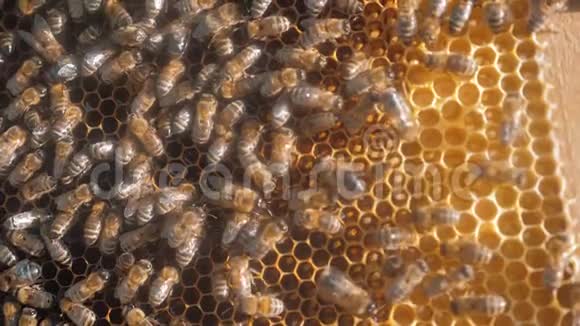 许多蜜蜂蜂房养蜂背景生活方式移动工作在蜂巢蜜蜂概念蜂蜜视频的预览图