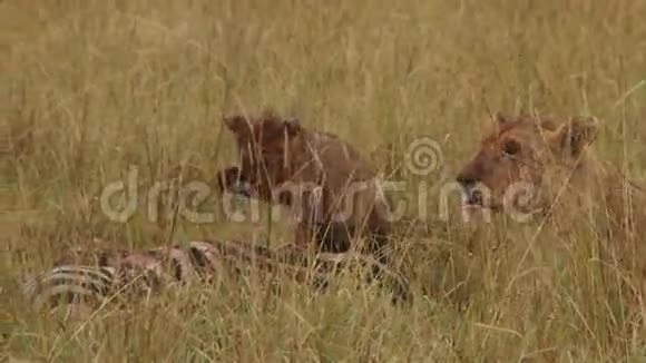 一只母狮子和幼崽一起吃视频的预览图