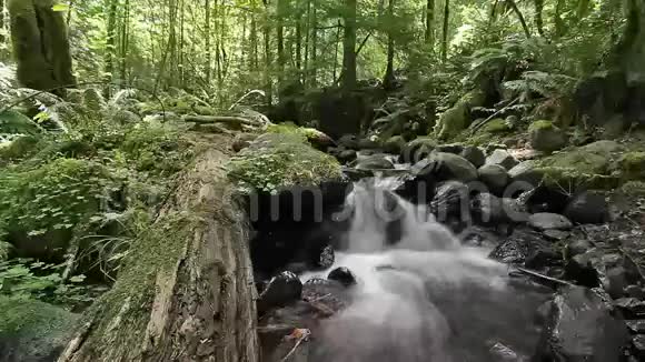 乔治平乔特国家森林瀑布溪森林和荒野华盛顿州水流音频声音1080p视频的预览图