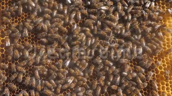 许多蜜蜂蜂房养蜂背景移动工作在蜂巢蜜蜂生活方式蜂蜜视频的预览图