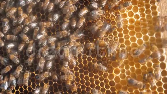 许多蜜蜂蜂巢养蜂生活方式的背景移动工作在蜂巢中移动蜜蜂概念蜂蜜视频的预览图