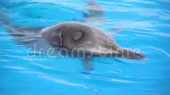 有趣的海豚视频的预览图