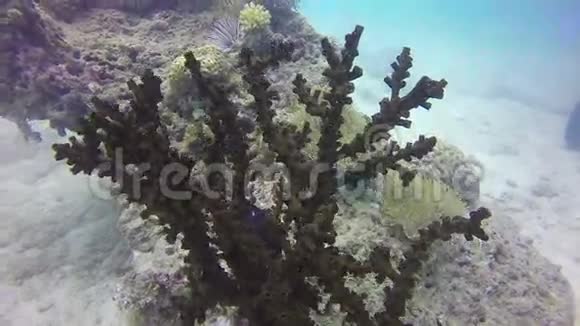 高清格式用海绵软珊瑚和石珊瑚在加勒比海的健康珊瑚礁上游泳视频的预览图