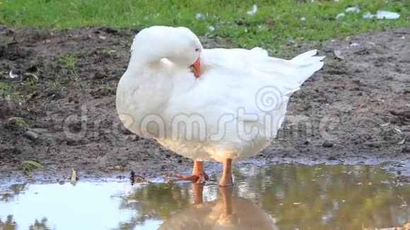 鹅白鹅自己清洗在水坑里觅食视频的预览图