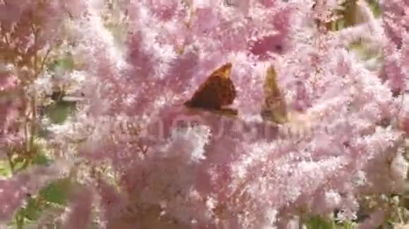 草地上的蝴蝶和粉红色的花视频的预览图