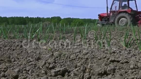 洋葱田里用农业机械的拖拉机视频的预览图