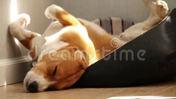 在炎热的下午睡觉的小猎犬真有趣视频的预览图