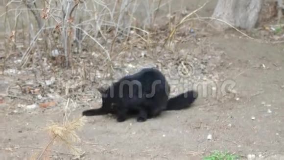 野黑猫在地上舔冬天视频的预览图