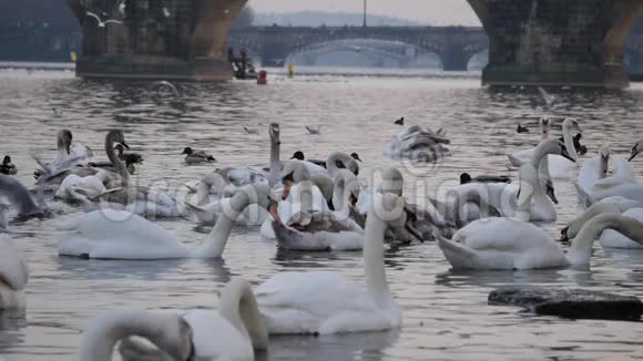 河流上的天鹅河流上的桥梁布拉格视频的预览图