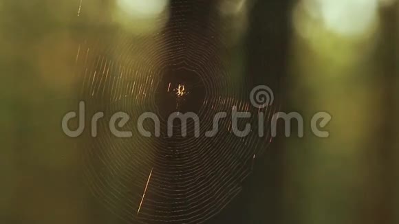 夏天日出时松树上结满露水的蜘蛛网视频的预览图