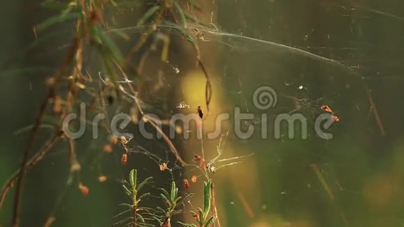 夏天日出时松树上结满露水的蜘蛛网视频的预览图