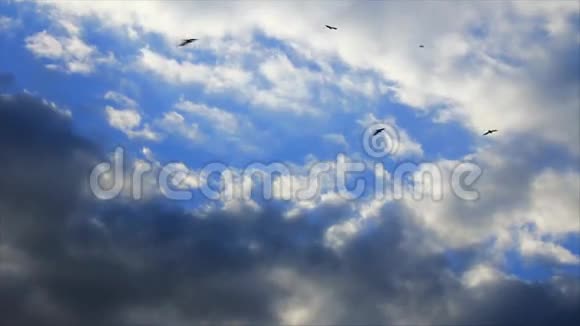 黑鸟成群结队地飞向天空视频的预览图