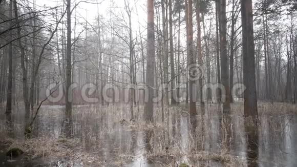 春天的木头被水淹没冻在冰下视频的预览图
