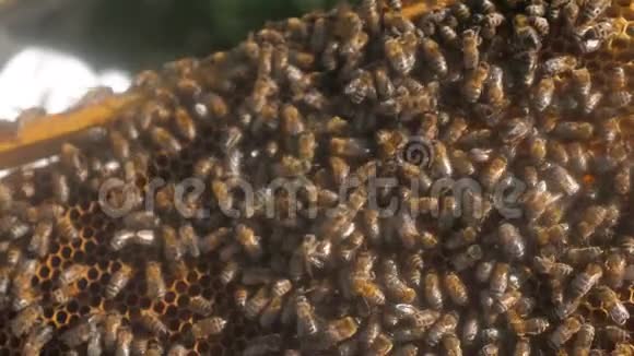 许多蜜蜂蜂房养蜂背景的移动工作在生活方式的蜂巢蜜蜂概念蜂蜜视频的预览图