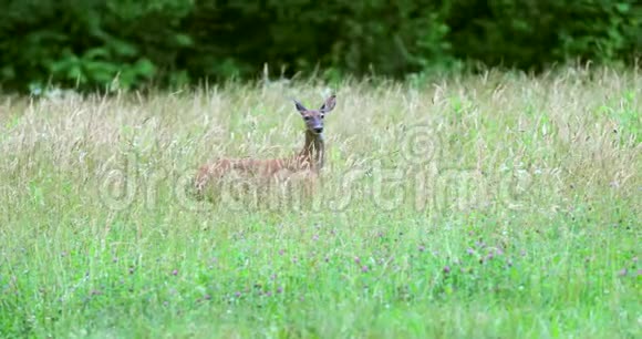 草地上美丽的鹿的肖像视频的预览图